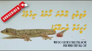 Why do geckos tails still move even when they fall off?