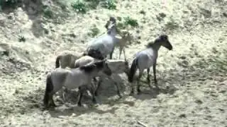 Nature: Wild horses in the river Meuse
