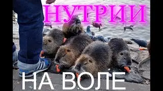 ЭМОЦИИ НУТРИЙ КОТОРЫХ ВЫПУСТИЛИ   НА ВОЛЮ.