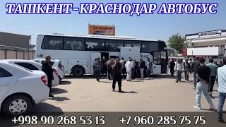 Ташкент Краснодар автобус Краснодар Ташкент, Ташкент Ростов автобус Ростов Ташкент океана