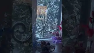 Синица Зима