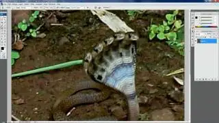 5 headed snake photoshop in 2 minutes