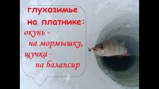 Глухозимье на платнике: окунь - на мормышку, щучка - на балансир
