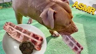 ASMR PITBULL EATING RAW FOOD LAMB SPINE BEST CRUNCHY EATING SOUNDS
