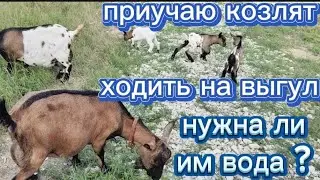 Приучаю козлят ходить на выгул. Нужна ли им вода?