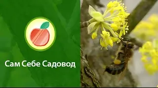 Как пчелы опыляют кизил