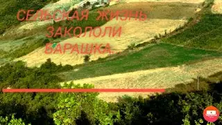Сельская жизнь. Закололи барашка...