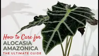 Alocasia Polly Plant Care Tips | Alocasia Amazonica Full Care Guide