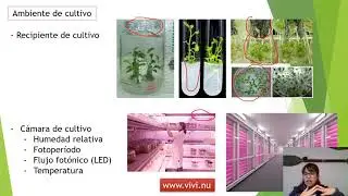 Cultivo in vitro P2