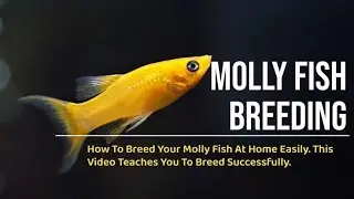 Molly Fish Breeding | How To Breed Molly Fish | Molly Fish by PB AQUATICS AND PETS@nikhilpatle314
