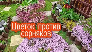 Этот цветок затмит Цветением и избавит от Сорняков!