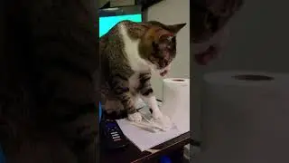 Cat wants attention