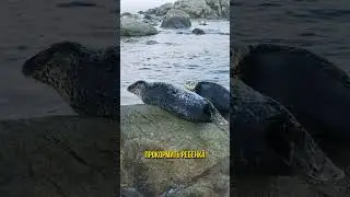 Нерпы и их удивительные способности