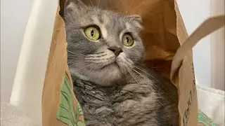 Funny cat