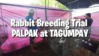 Rabbit Breeding Trial | tito bern's Rabbitry