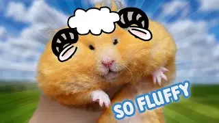 That Hamster is Looking Like a Sheep