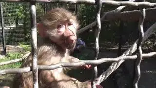 Звёздочки - Маняша, Степаша и Сажик.💕😊 Парк  львов Тайган 