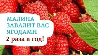 All the secrets of growing remontant raspberries