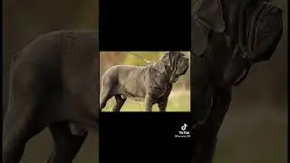 qual cachorro tem a modida mais forte
