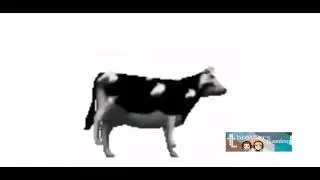 Dancing Polish cow for 30 min