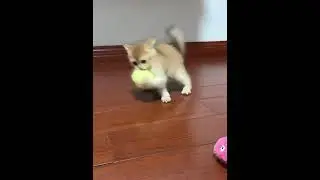 Умные игрушки для кошек