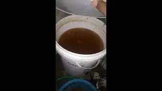Rahasia Prebiotik untuk ternak lele supaya cepat panen