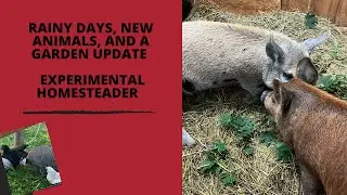 Rainy Days, New Animals, and a Garden Update Experimental Homesteader