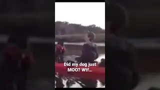 Did my dog just moo?