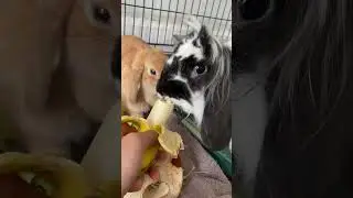 Banana Noms for Harvey & Hazel 🍌 (Ramapo-Bergen Animal Refuge)