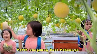 KEBUN MELON 🍈 HIDROPONIK❗