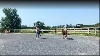 Why your horse has a hard time picking up the right lead canter