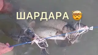Рыбалка шардара сазан аулау