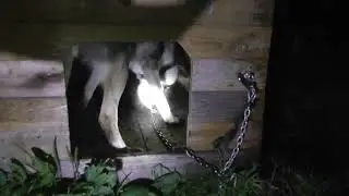 Собака и ёжик