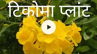 Home gardening... tecoma plant grow care complete information पीले फूलों का सदाबहार पेड़..
