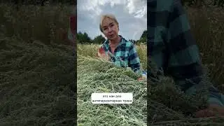 Сбор полыни для антипаразитарного протокола #травянойсбор #полынь #травы
