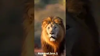 #topvideos#toptrending #youtuber#trendingshorts #youtubeshorts#youtube #top#chechens#blogger🦁🐺🦅✅