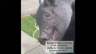 Pig on the loose!
