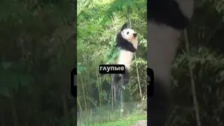 🤦‍♀️Панды делают все возможное чтобы не выжить 