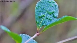 Allison Moorer - "Day You Said Goodbye"