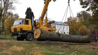 Vyvrácený dub z obory Schönwald poslouží ve Valašském muzeu v přírodě