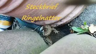 Steckbrief Ringelnatter Schlangen unserer Heimat