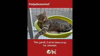 Mino, jeune chat de trois ans, est à adopter à l'APA du Puy-de-Dôme