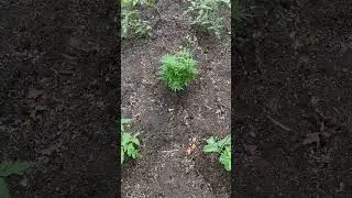 Outdoor garden 2024 with birds chirping