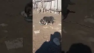 Каскабулак посёлок Жамбылская область любимая собака ❤