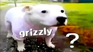 grizzly goes positively bonkers