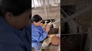 Force-feeding ducks: a woman force-feeding ducks