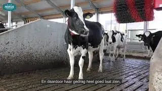 Proflexbeton MeadowFloor in de nieuwe stal