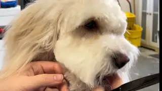 Grooming a scared/nervous dog