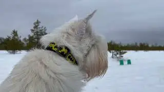 VLOG: Нервы на пределе😤Отрабатываем NoseWork с цвергшнауцером/ Practicing NoseWork