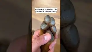 Protect Your Dog's Paws This Summer In 3 Simple Steps 🐾  
